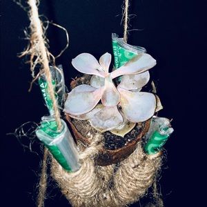 Seedling planters hand made art ✋🏿Handmade